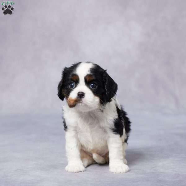 Iris, Cavalier King Charles Spaniel Puppy